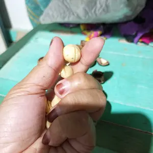 【Luckymore】Macadamia Nuts Rasa Susu 250gr HALAL Cemilan Sehat & Premium Tanpa Pengawet & Pewarna Buatan Tekstur Renyah Rasa Alami