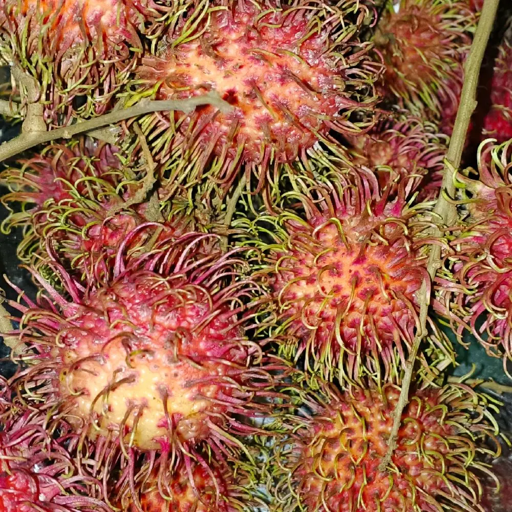 Rambutan Bincay Pati Manis Legit Tebal - Shop | Tokopedia