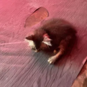 Tongkat Kucing Bola Gigitan Kucing Anjing Mainan Tikus Untuk Kucing Mainan Kucing
