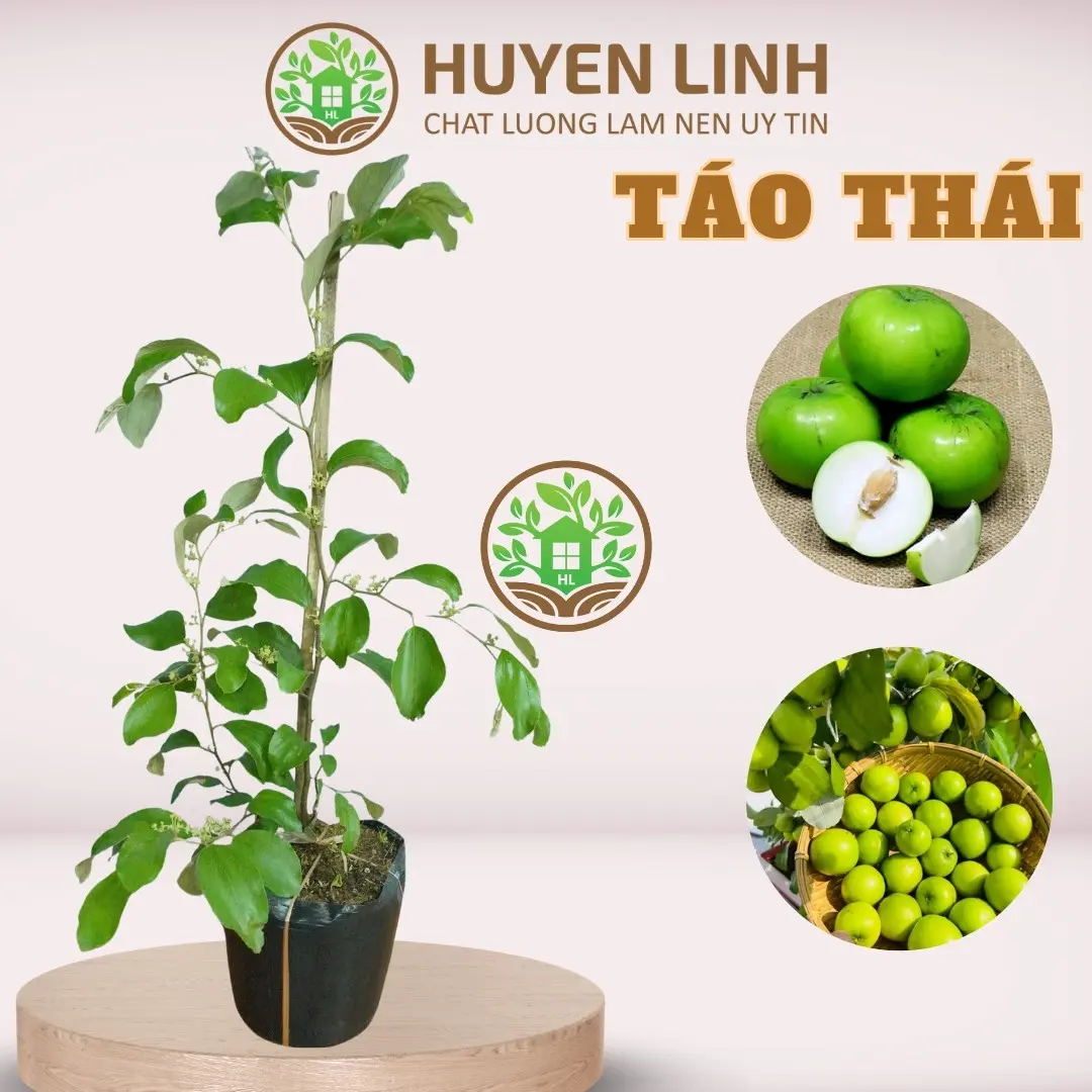 Cây Táo Thái Da Xanh, Cây Chui Cành, Trồng Chậu, Cao 40-50cm, Huyền Linh Garden