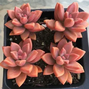 Sukulen Graptosedum Bronze