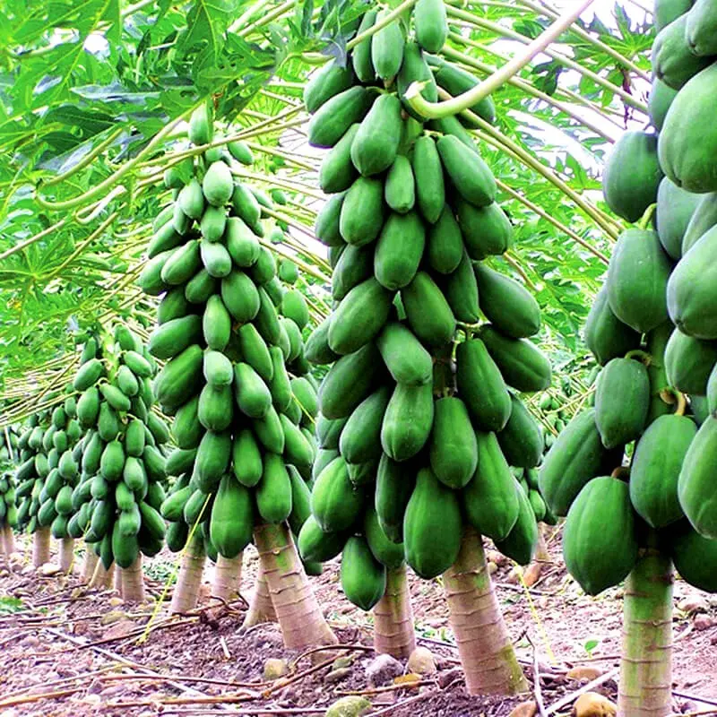 Dwarf papaya seeds and many more