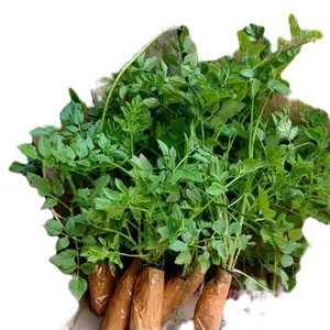 bibit tanaman langka tespong - seladren isi 8 bibit gratis 1-2