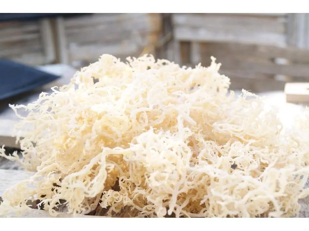 Rumput laut kering isi 500 gram/Rumput laut putih kering kawat kering ...