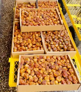 Kurma Sukari 3 kg AL Qassim Mengunakan Original Madina Saudi Arabia Fresh Kurma Enak Lembut { Panen Baru 2027}