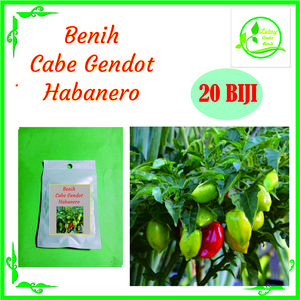 BENIH CABE GENDOT DIENG HABANERO ISI 20 BIJI