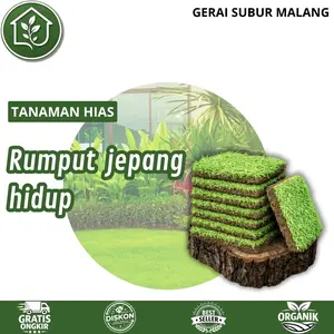 Rumput Jepang Hidup Segar untuk Hiasan Taman dan Makam - Ukuran 17x17 cm - Kotak