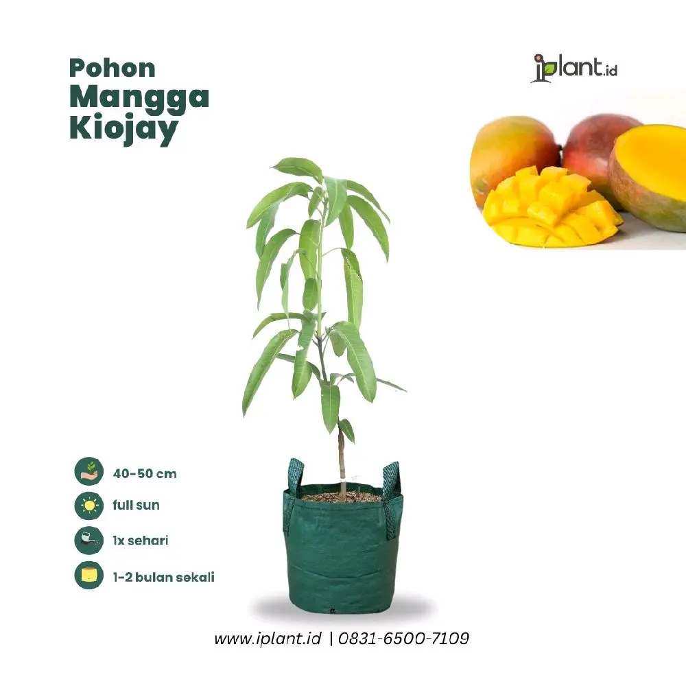 Pohon Mangga Kiojay 40-50 cm beli 2 gratis 1 Cepat Berbuah Bonus Pupuk Siap Tanam di Tempat Terbuka