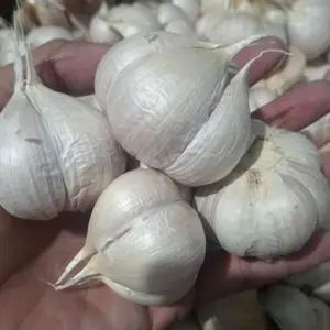 Bawang Putih Segar 500gram Berkualitas Tinggi untuk Masakan dan Kesehatan