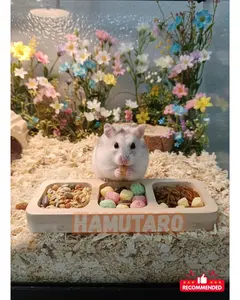 Wadah makan Plate Feeder - Tempat Makan Hamster lucu