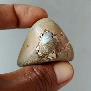 batu unik fosil keong tapa asli temuan dari alam