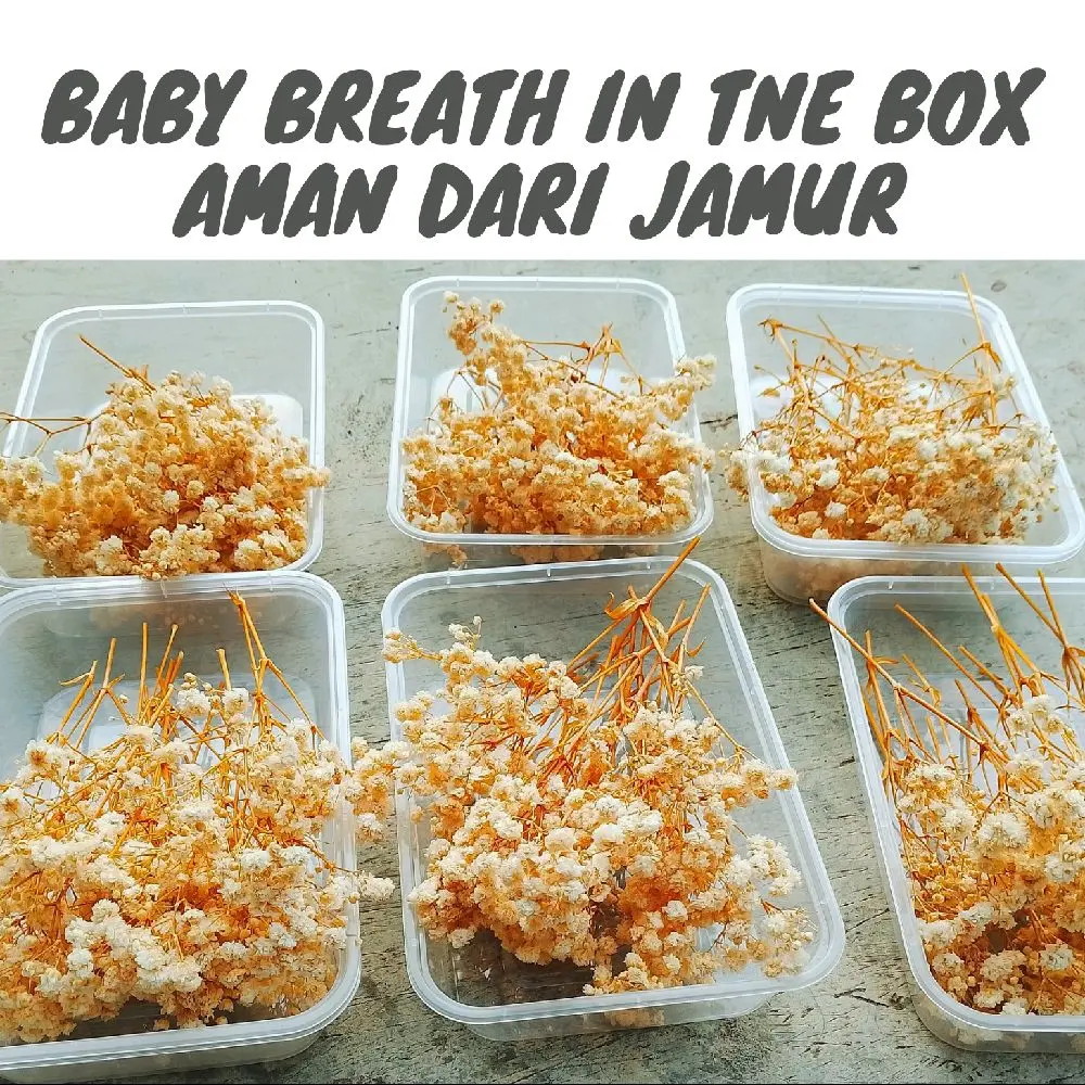 Baby breath box bunga kering dried flower mahar buket