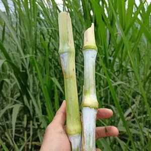 bibit stek pakcong pakan ternak