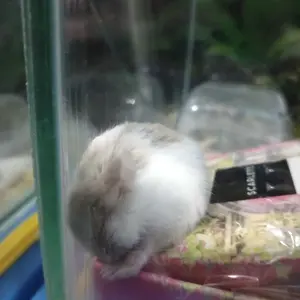 Tempat Makan Minum Hamster Bottle Stand Multifungsi Tempat Minum Dan Makan Hamster