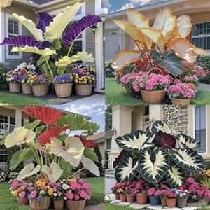 Semillasdecolores100piezasHojasmulticolores,crecimientorápido,adecuadoparapatiosyterrazas,fácildeplantar,idealparaprincipiantes