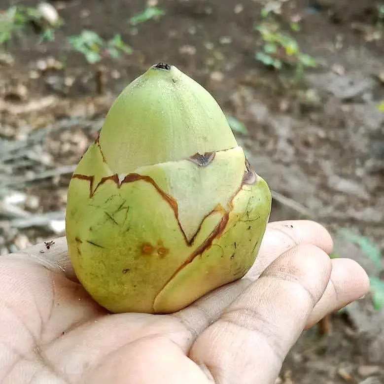 BELULUK KELAPA TEMBULUK KELAPA MUDA || kirim Random kuning/hijau - Shop ...