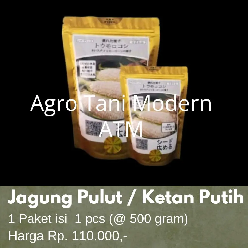 Benih Jagung Jeoang Pulut / Ketan Putih isi 500 gram