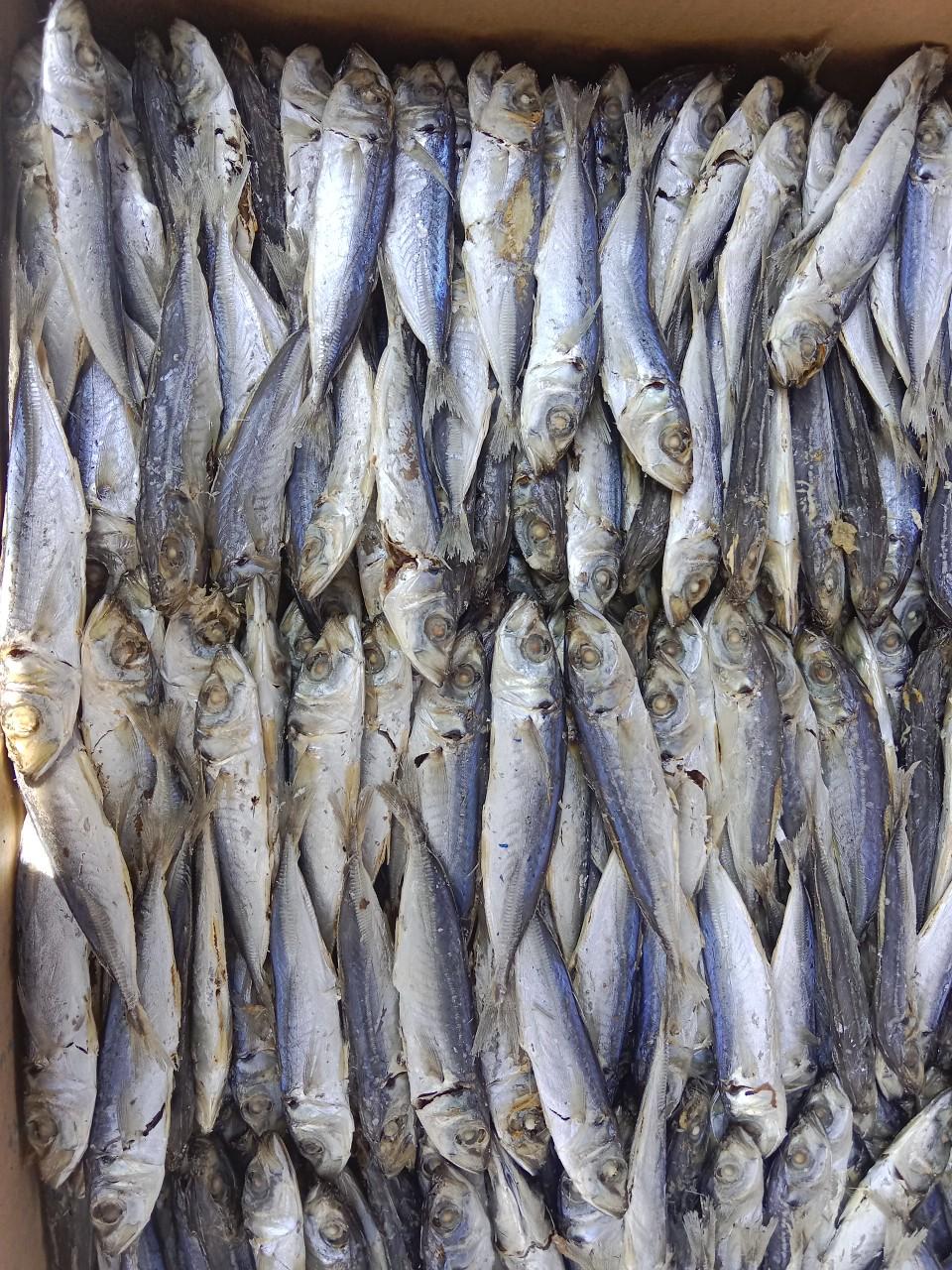 Ikan Dencis Rebus/Ikan Layang Goreng - Makanan Ringan - Food Asin Seafood Masakan