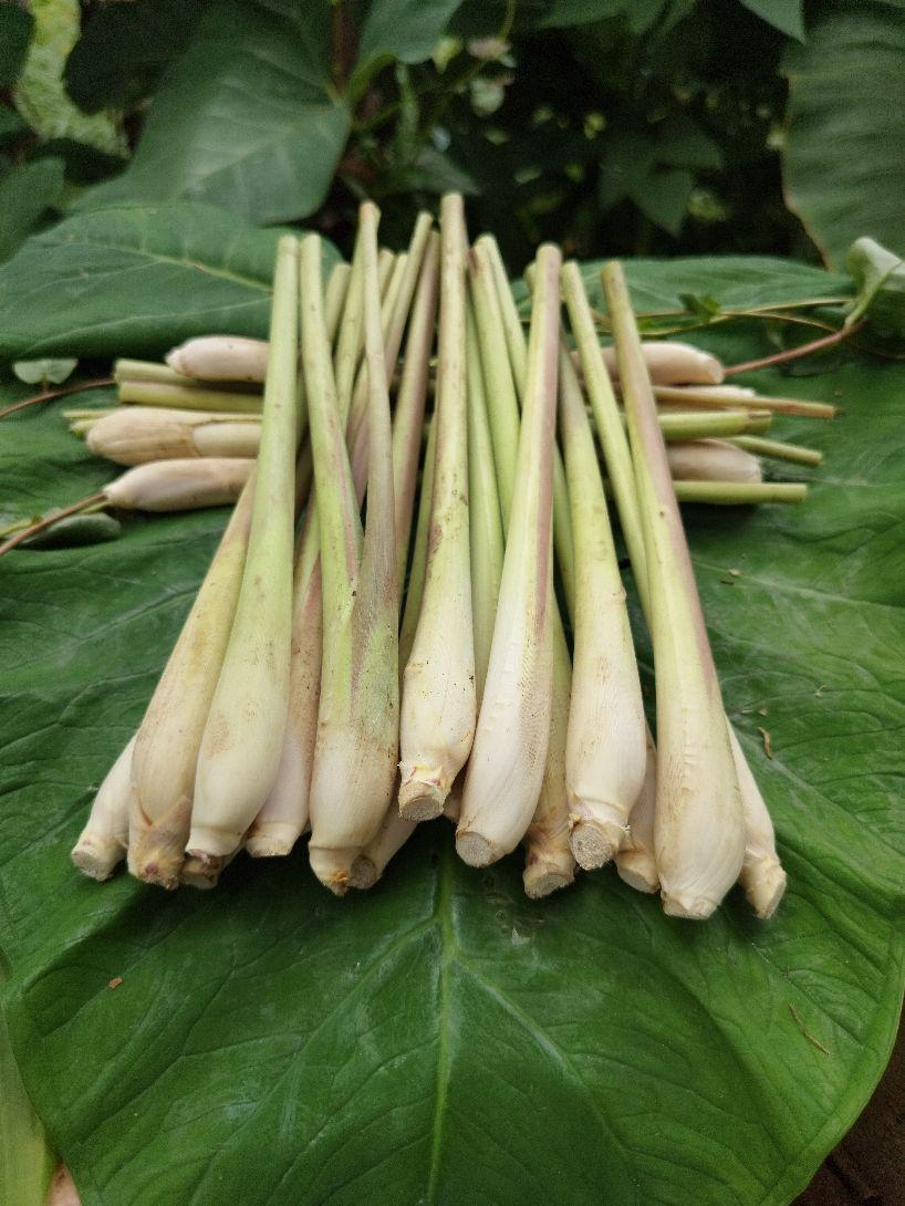 Sereh Serai 1kg Segar Fresh