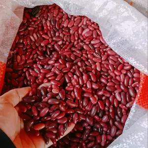 Kacang Merah kalosi / Campe Kalosi kering
