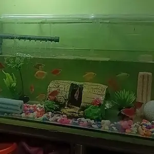 Paket Lengkap Hiasan Aquarium 6 in 1 untuk Aquarium Anda