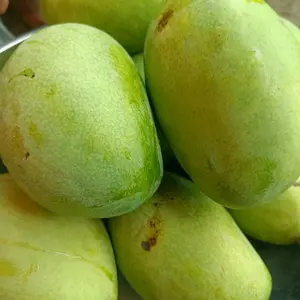Mangga MENTAH Muda spek Rujak TIDAK MATANG pohon isi 4-5 per kg nya