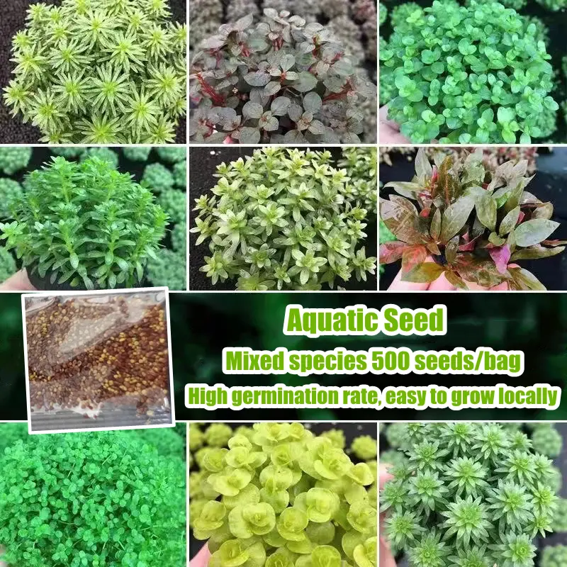 100% Original 500pcs/Bag Ornamental Aquatic Water Grass Seeds Fish Tank Decor Flower Seeds for Planting Bonsai Aquascaping Seeds Four Seasons Live Aquarium Plants Seeds Indoor Air Plants Home Garden Decoration Items Live Aquarium Plants for Sale Easy Grow