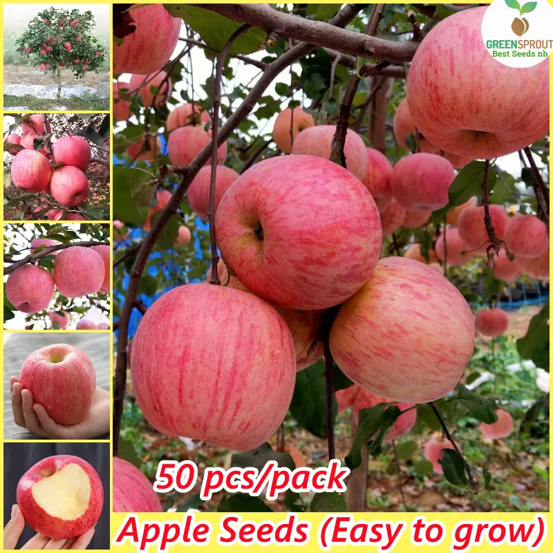 Singapore Ready Stock 50seeds/bag Very Good Dwarf Apple Seeds Bonsai Seeds for Planting Fruits Fresh Fruit Growingi Seeds Fruit Trees Live Plants for Sale Indoor Plants Real Plants Garden Fruit Plant Seed High Germination Rate Easy To Grow In The Local