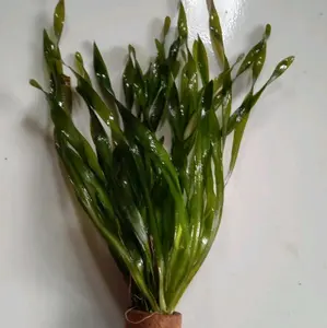 Valesneria Spiralis Media Pot untuk Tanaman Aquarium Hijau Segar dan Tahan Lama