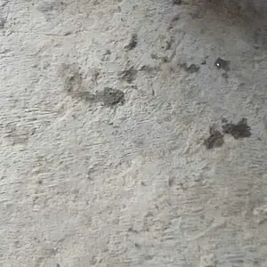 gelasan gantangan ayuanan burung 12 centimeter cocok