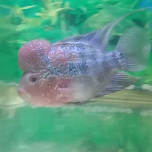 HEATER STAINLESS DAN KACA PEMANAS SUHU AQUARIUM FITUR OTOMATIS