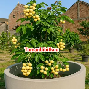 Bibit kelengkeng mataladaa kualitas superr cepat buahnya