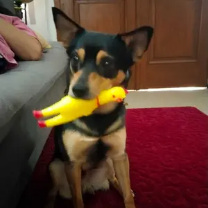 FOLOPETS Mainan kucing Anjing Ayam Karet Anti Sobek Screaming Chicken Pet Toys Mainan Hewan baju kucing rak sudut mainan tikus pemilih makanan mendunia