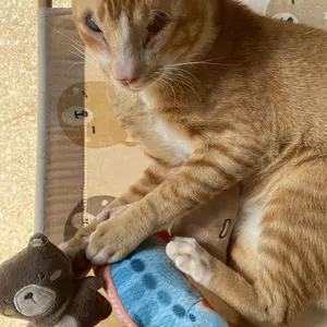 Mainan Boneka Gigitan Anjing Mainan kucing Kucing Bunyi Bentuk Kartun Bahan Plush