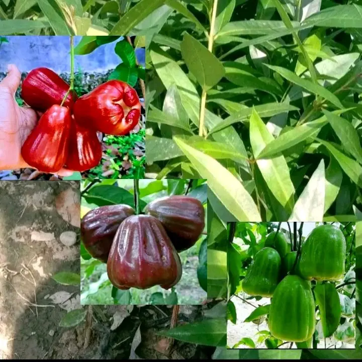 Paket Hemat 3 Bibit Jambu Air Citra, King Rose, Khiojok Berkualitas Tanaman Buah Segar untuk Taman Anda