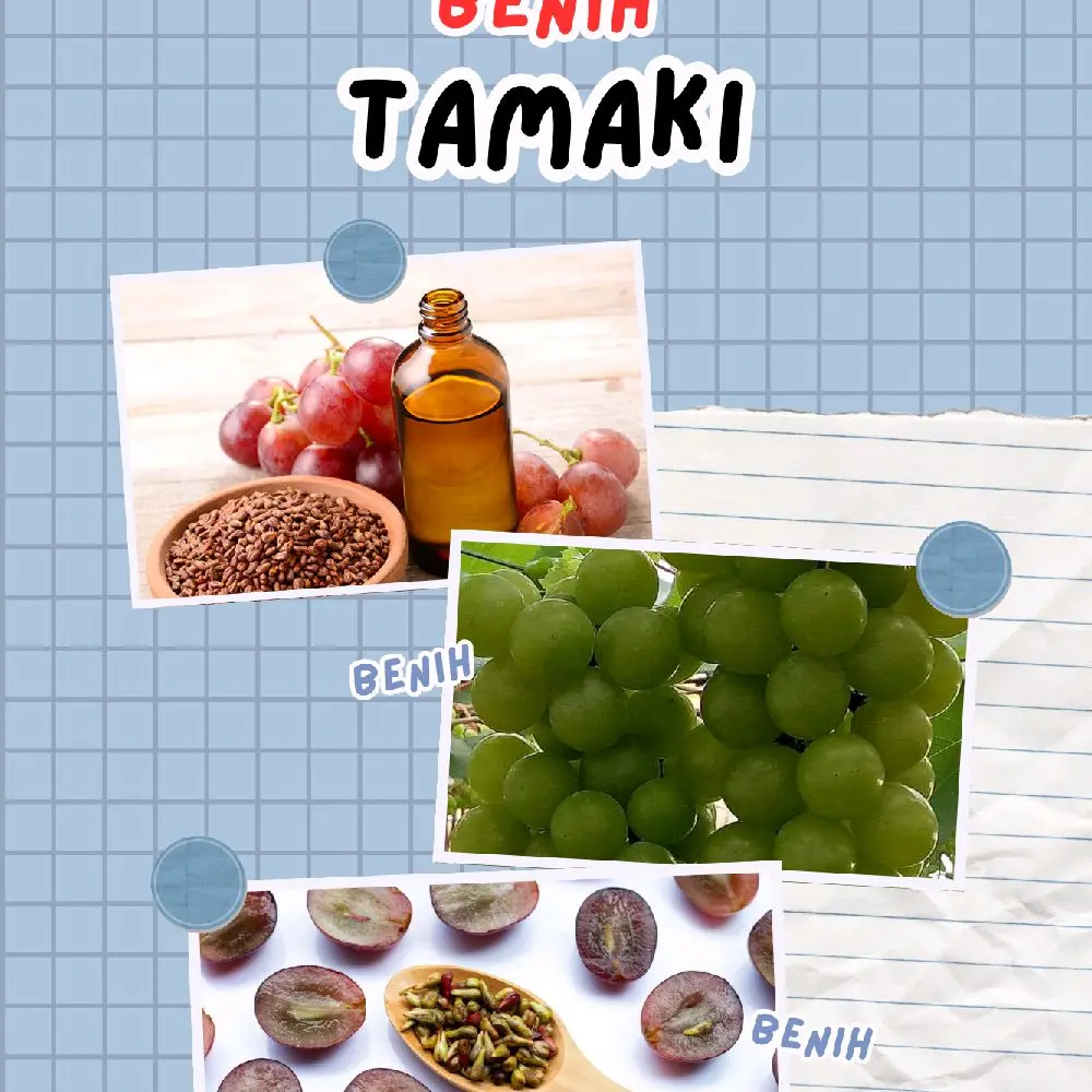 benih anggur tamaki mudah berbuah di jamin valid