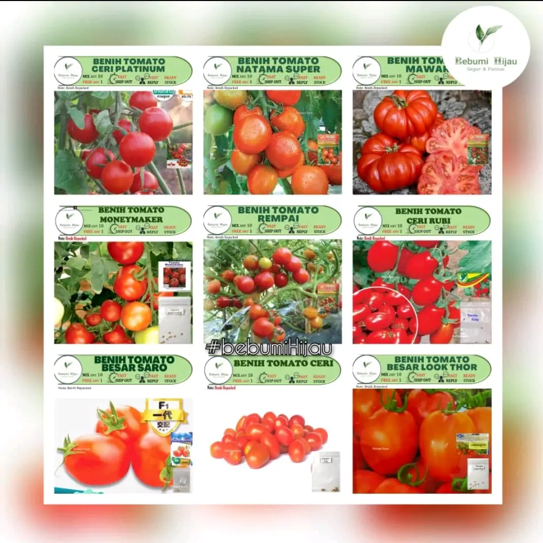 Pelbagai biji benih TOMATO tomatoes seeds