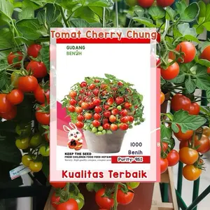 Bibit Tomat Cherry Mini Seed Siap Tanam