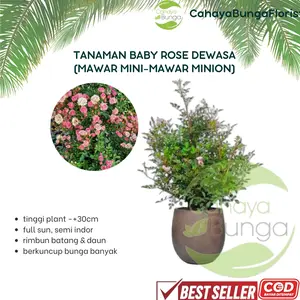 PROMO Mawar Baby Rose Dewasa - Mawar Minion - Rimbun Berkuntum