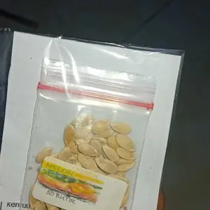 50 BUTIR BENIH MELON MADU MANIS