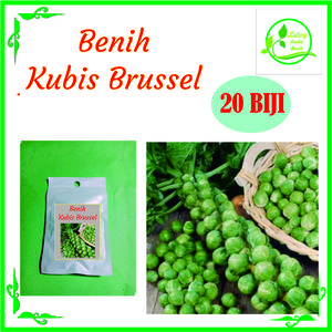 BENIH KUBIS BRUSSEL ISI 20 BIJI