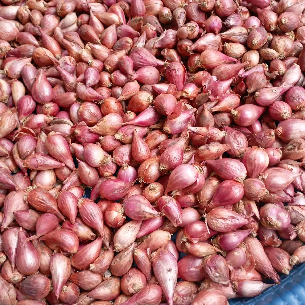 Bawang merah asli Brebes, murah  Bahan Masakan Rempah