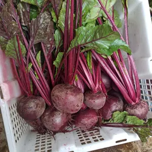 Buah bit fresh budidaya ciwidey untuk kesehatan Sayur Alami
