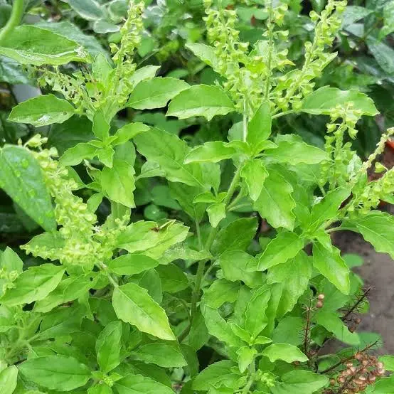 Daun ruku ruku 500g khas bumbu masakan padang asli Rempah - Shop ...
