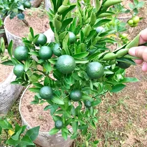 BIBIT JERUK BERBUAH RIMBUN ALL VARIAN SUPER UNGGUL