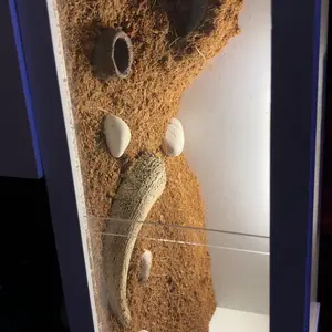 WD029 WATER DISH REPTILE TEMPAT MAKAN MINUM GECKO TOKEK KELOMANG KEONG INSECTA TARANTULA KALAJENGKING REPTILE WADAH AIR MINUMAN HEWAN KECIL WATERDISH MINI PERLENGKAPAN AKUARIUM AQUASCAPE TERRARIUM