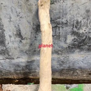 Tangkringan Iguana / Kayu kopi tangkringan Iguana diameter 10_ 12 cm