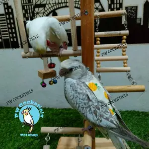 Lovebird PlayGround Tangkringan Bermain Burung Parkit PlayStand PG175
