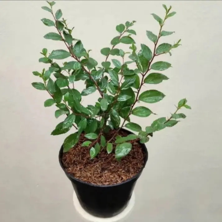 Pohon Bidara Arab Rimbun Tanaman Herbal Daun Bidara Arab / Tanaman Obat Bidara Arab