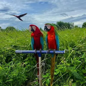 4Pod Tripod Tangkringan Stainless Burung Macaw Custom Warna Logo Tulisan